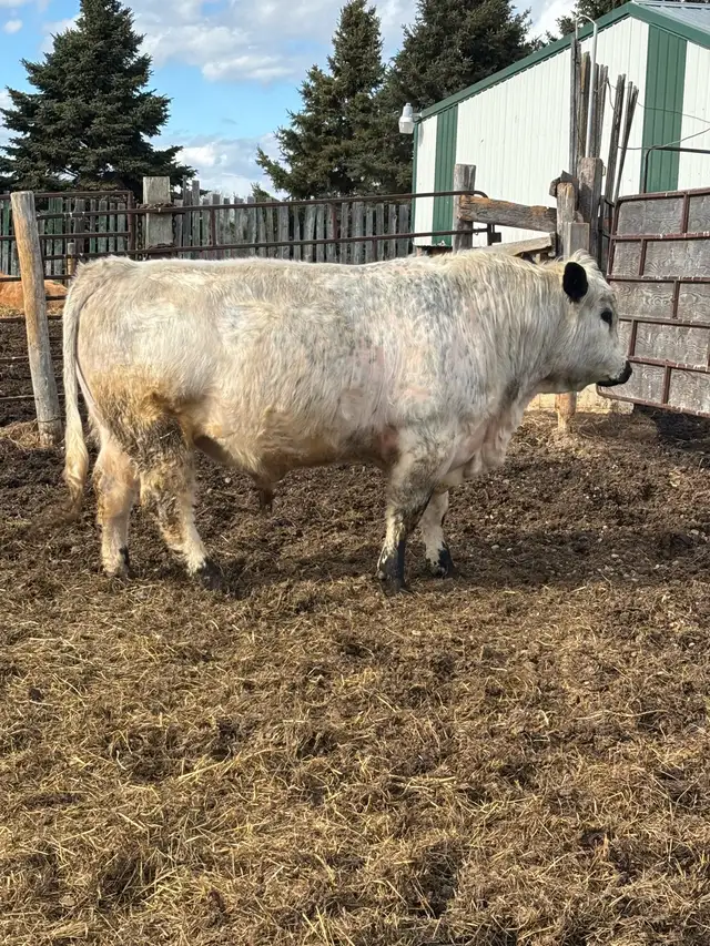 Speckle Park Bulls - Photo 6