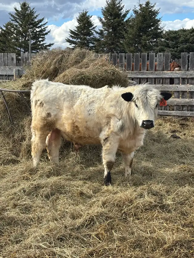 Speckle Park Bulls - Photo 7