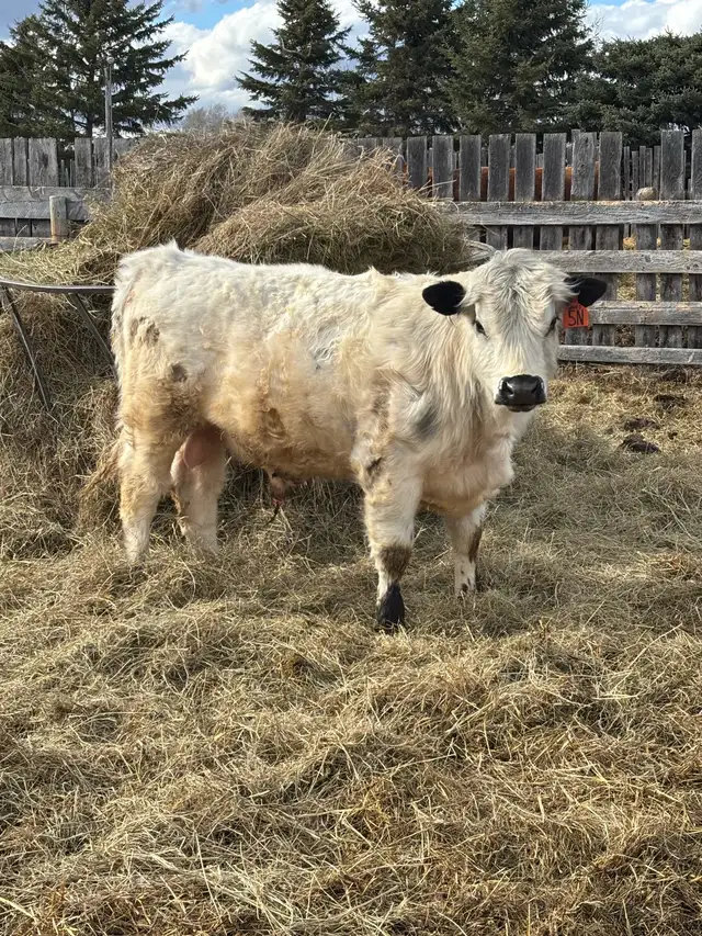 Speckle Park Bulls - Photo 8