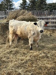 Speckle Park Bulls - Photo 8