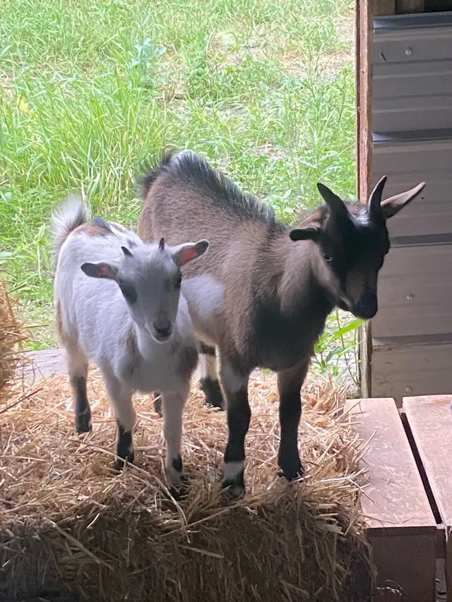 Nigerian Goats
