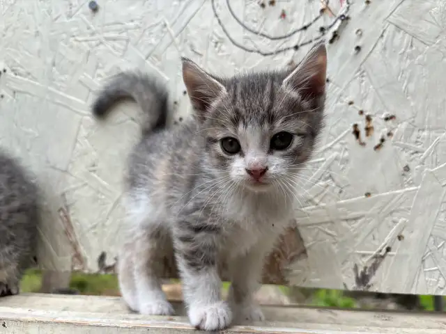 HALF PERSIAN KITTEN KITTENS $260 - Pickering - Photo 4