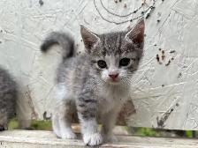 HALF PERSIAN KITTEN KITTENS $260 - Pickering - Photo 4