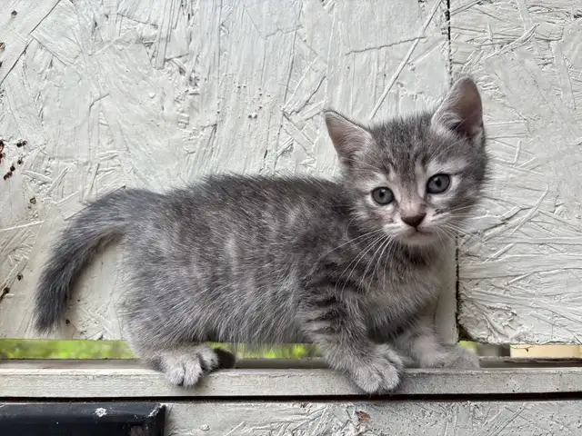 HALF PERSIAN KITTEN KITTENS $260 - Pickering - Photo 5
