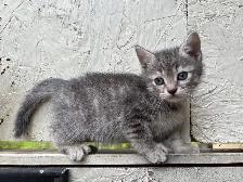 HALF PERSIAN KITTEN KITTENS $260 - Pickering - Photo 5