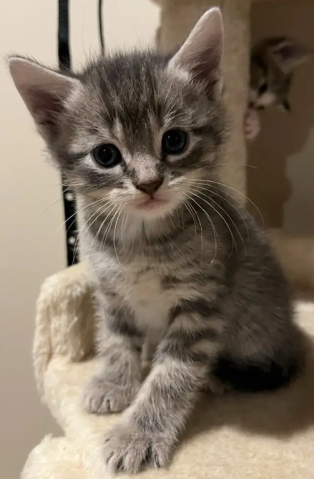 HALF PERSIAN KITTEN KITTENS $260 - Pickering - Photo 7