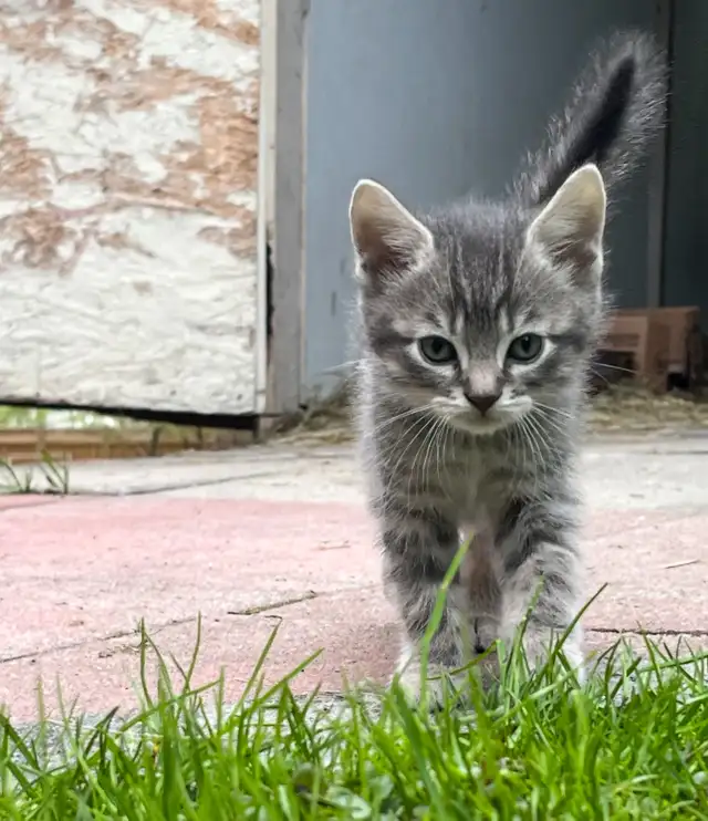 HALF PERSIAN KITTEN KITTENS $260 - Pickering - Photo 8