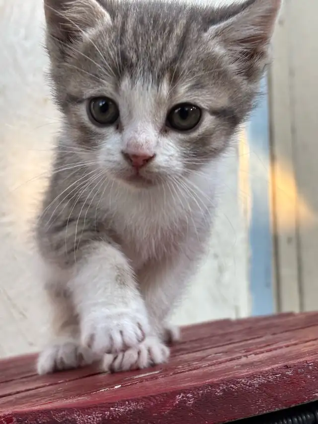 HALF PERSIAN KITTEN KITTENS $260 - Pickering - Photo 9