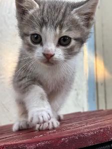 HALF PERSIAN KITTEN KITTENS $260 - Pickering - Photo 9