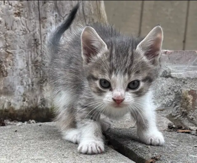 HALF PERSIAN KITTEN KITTENS $260 - Pickering - Photo 10
