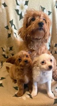 Poodle Chihuahua Pups $650