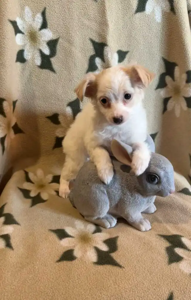Poodle Chihuahua Pups $650 - Photo 2