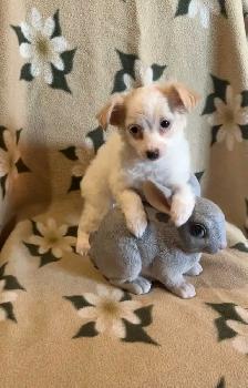 Poodle Chihuahua Pups $650 - Photo 2