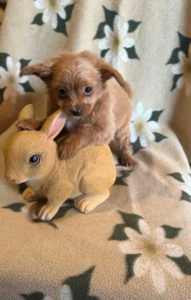 Poodle Chihuahua Pups $650 - Photo 3