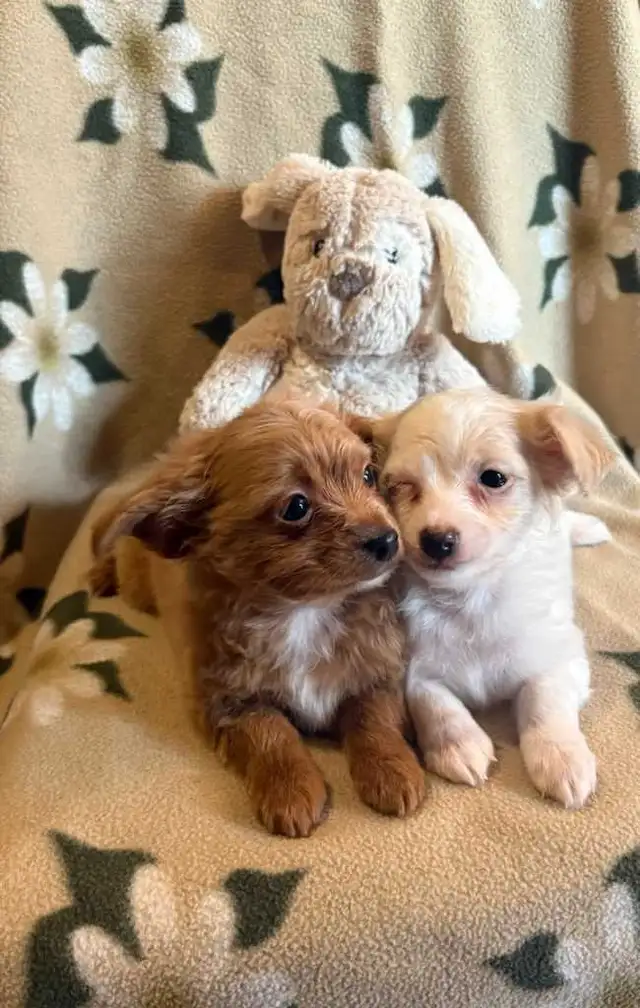 Poodle Chihuahua Pups $650 - Photo 4