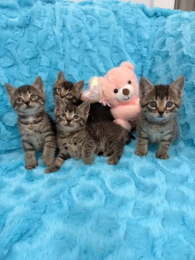 ❤️Bengal mix kittens -647-317-3197