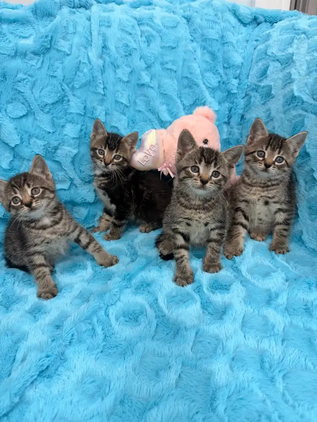 ❤️Bengal mix kittens -647-317-3197 - Photo 2