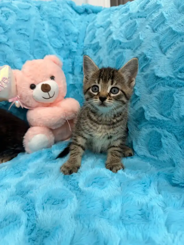 ❤️Bengal mix kittens -647-317-3197 - Photo 3