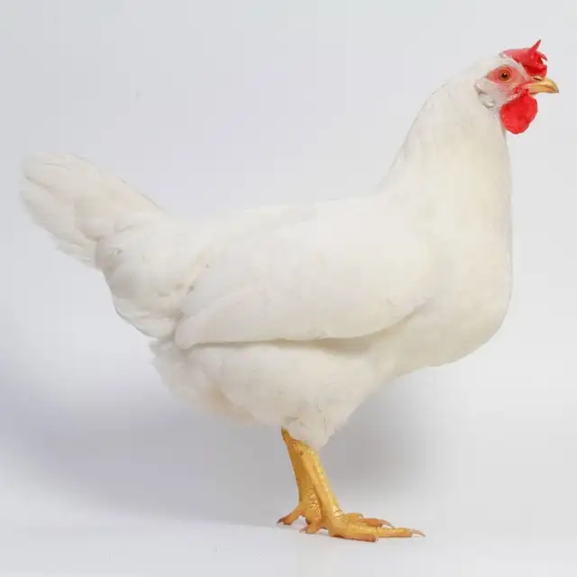 white laying hens