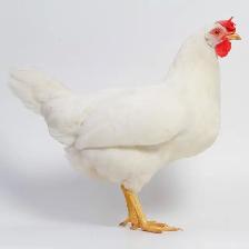 white laying hens