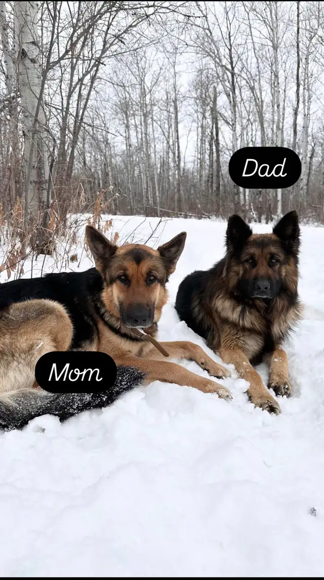 Purebred German Shepherd Puppies