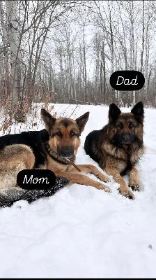 Purebred German Shepherd Puppies