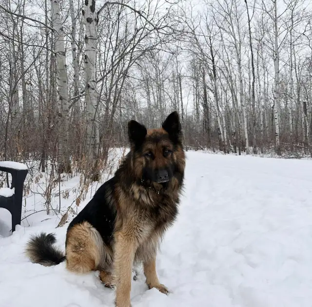 Purebred German Shepherd Puppies - Photo 2