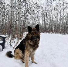 Purebred German Shepherd Puppies - Photo 2