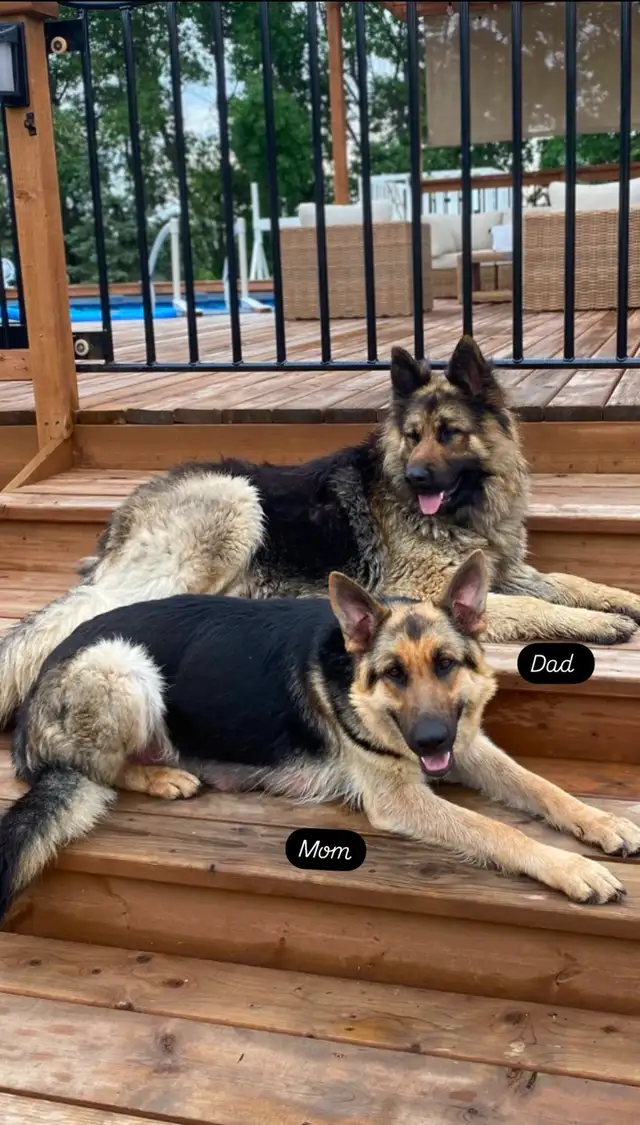 Purebred German Shepherd Puppies - Photo 3