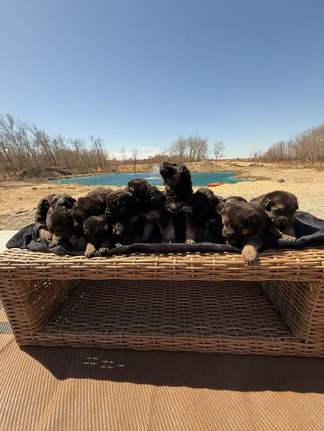 Purebred German Shepherd Puppies - Photo 4