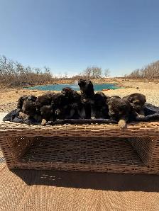 Purebred German Shepherd Puppies - Photo 4