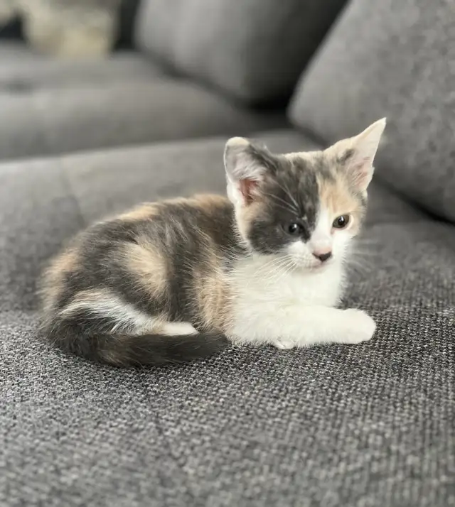 Chaton à vendre,  femelle 2 mois. Très belle et affectueuse!