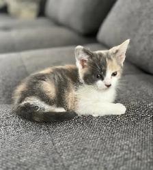 Chaton à vendre,  femelle 2 mois. Très belle et affectueuse!