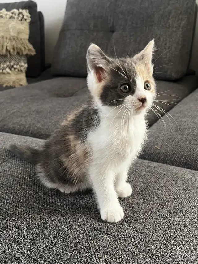 Chaton à vendre,  femelle 2 mois. Très belle et affectueuse! - Photo 2