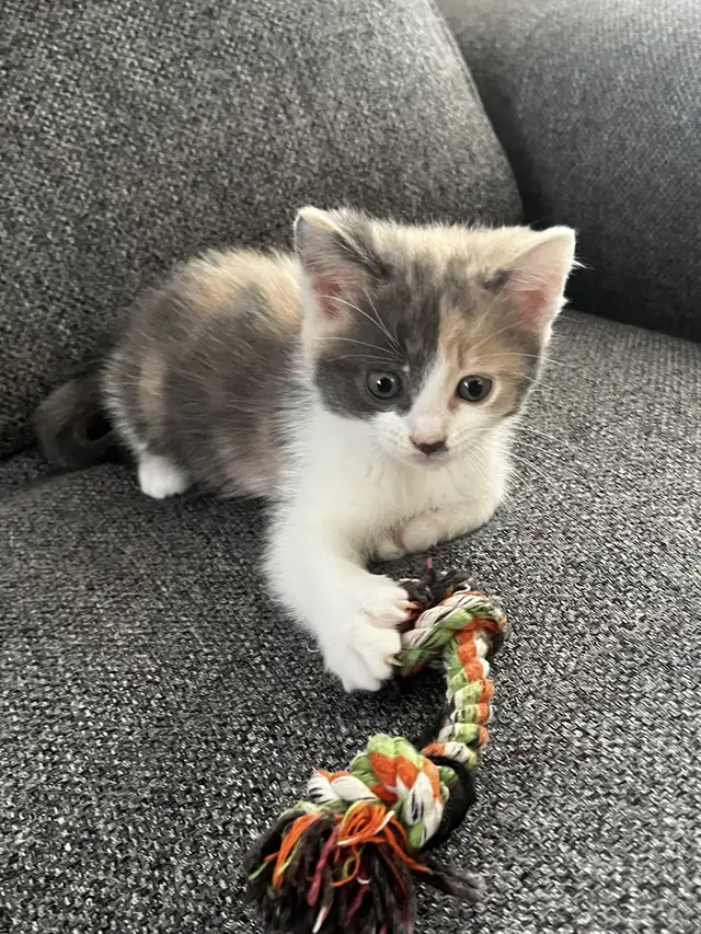 Chaton à vendre,  femelle 2 mois. Très belle et affectueuse! - Photo 3