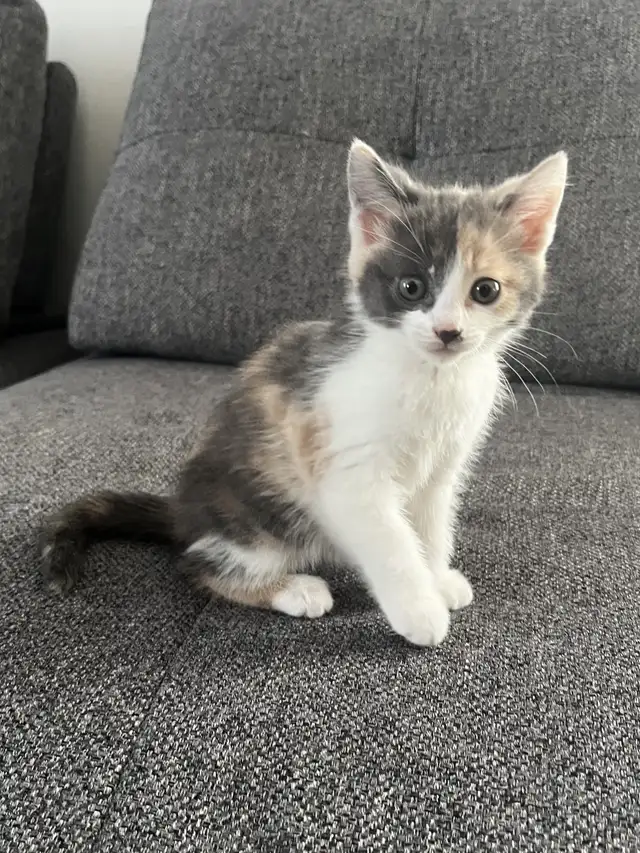 Chaton à vendre,  femelle 2 mois. Très belle et affectueuse! - Photo 4
