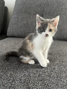 Chaton à vendre,  femelle 2 mois. Très belle et affectueuse! - Photo 4