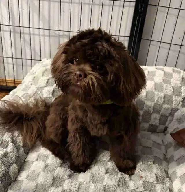 Male Shichon