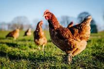 Certified Organic Ready To Lay Pullets