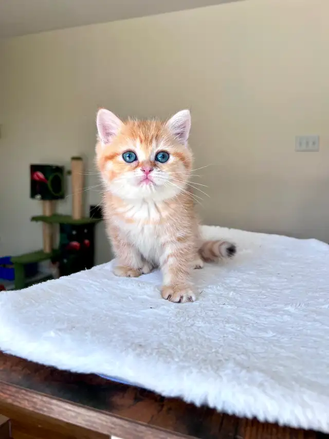 Luxury British Shorthair Kitten / Chocolate Golden Tabby boy