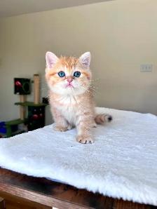 Luxury British Shorthair Kitten / Chocolate Golden Tabby boy
