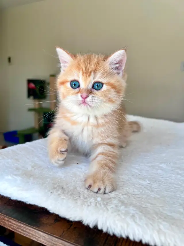 Luxury British Shorthair Kitten / Chocolate Golden Tabby boy - Photo 2