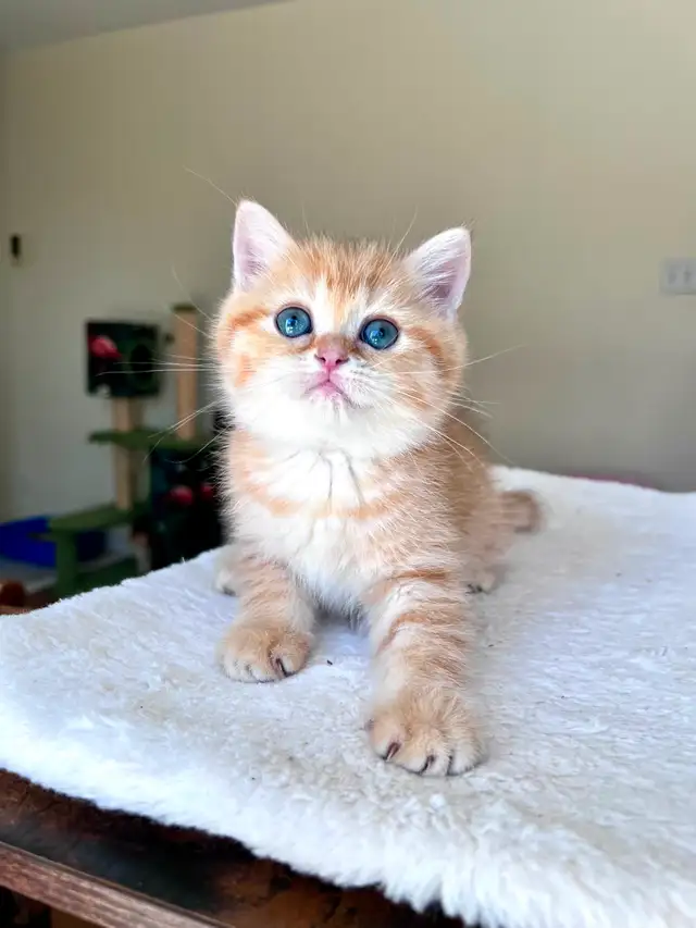 Luxury British Shorthair Kitten / Chocolate Golden Tabby boy - Photo 3