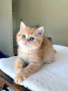 Luxury British Shorthair Kitten / Chocolate Golden Tabby boy - Photo 4
