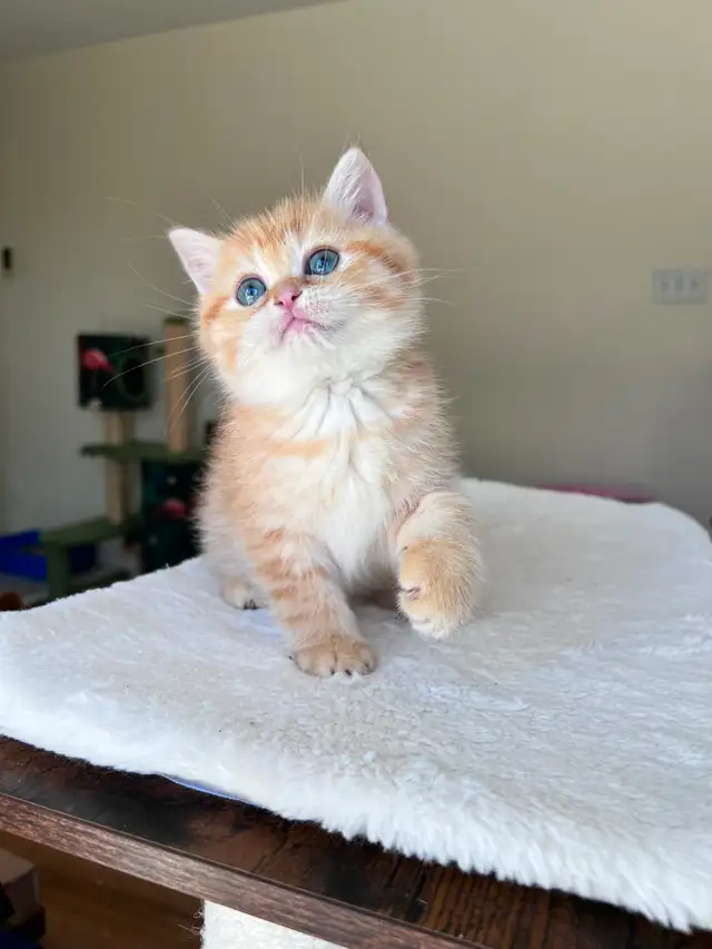 Luxury British Shorthair Kitten / Chocolate Golden Tabby boy - Photo 5
