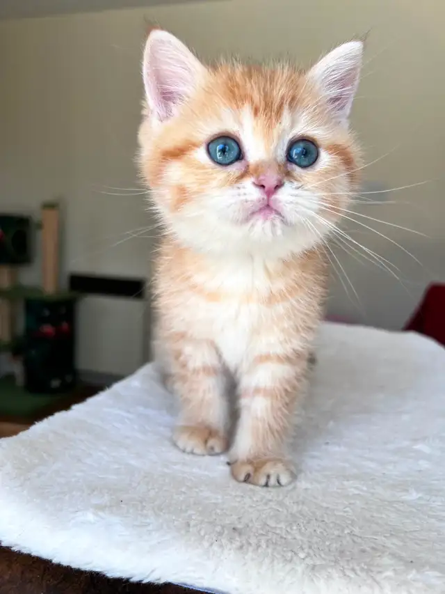 Luxury British Shorthair Kitten / Chocolate Golden Tabby boy - Photo 6