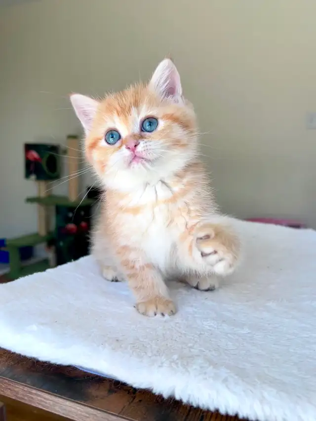Luxury British Shorthair Kitten / Chocolate Golden Tabby boy - Photo 7