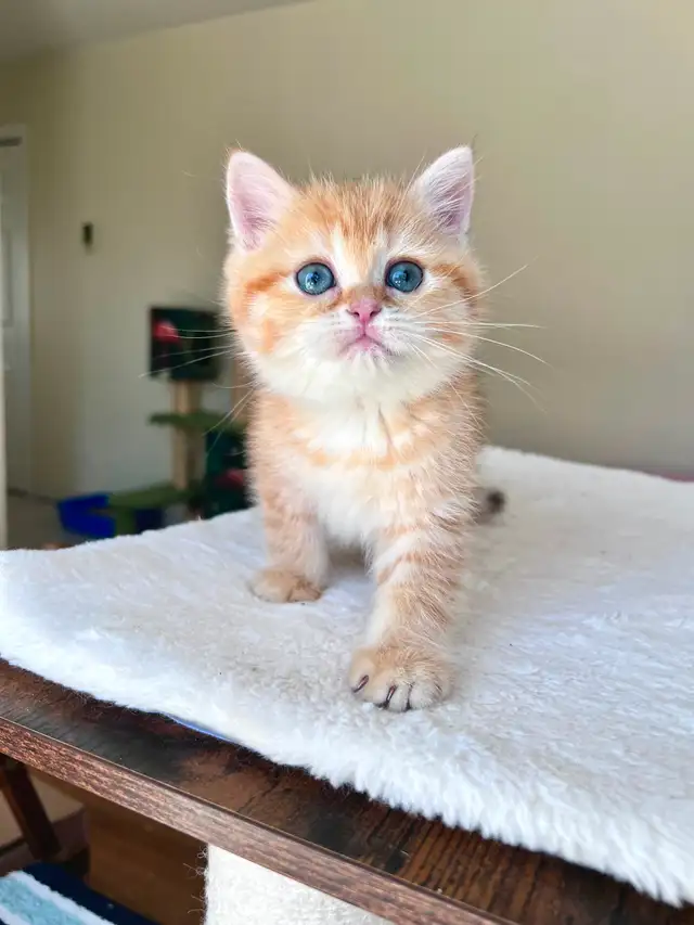 Luxury British Shorthair Kitten / Chocolate Golden Tabby boy - Photo 8