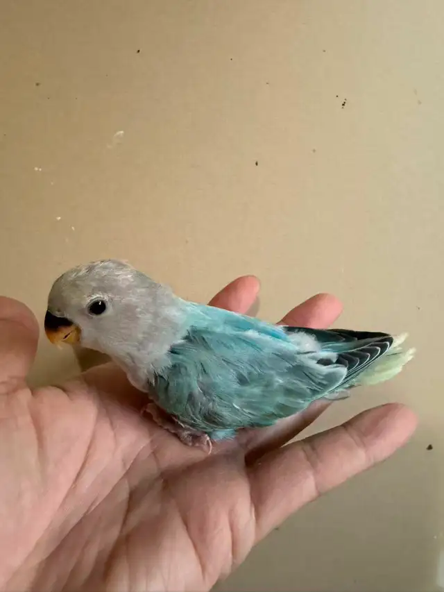 Lovebird baby for sale