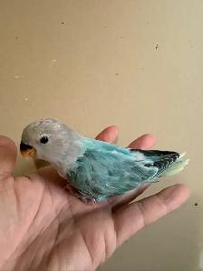 Lovebird baby for sale